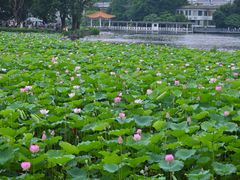-荔湾湖公园