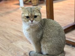 -猫小院猫主题餐厅(南锣旗舰店)