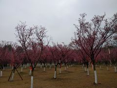 -秀丽东方