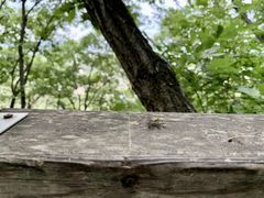 -帽儿山国家森林公园