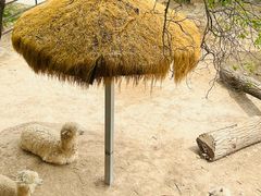 -青藏高原野生动物园