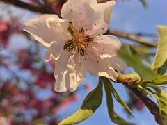 -桃花堤公园
