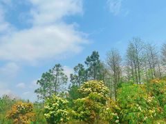 -春花秋色城市公园