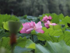 -荷风细雨·中国茶宴(碧云店)