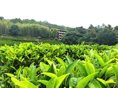 -雁南飞茶田景区