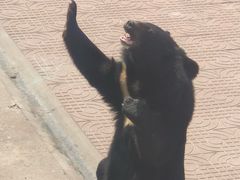 -西霞口神雕山野生动物世界