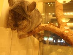 -龙猫仔乐园(惠福东路店)