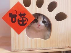 -宠爱国际动物医院·消化内科·心肾内科·ISFM猫友好(望京店)