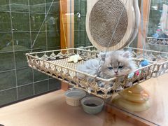 -帕帕拉兹宠物(亚洲旗舰店)