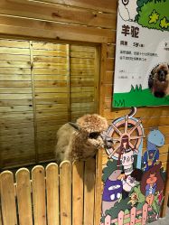 -造物庄园 萌宠纪(苏州湾歌林公园店)