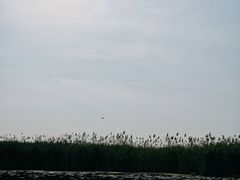 -白洋淀景区