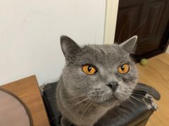 -芭比堂宠物医院·全科爱猫医院·仁德分院