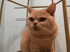 -遇见羊驼·奶狗咖·布偶猫咖·法斗柯基柴犬阿拉斯加(春熙路太古里IFS店)