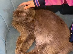-平行世界·猫咖(首经贸店)