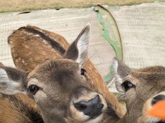 -合肥滨湖国家森林公园