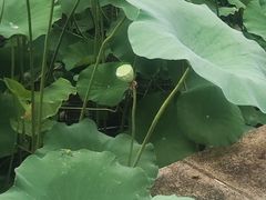 -舜耕山庄四时万和自助餐厅