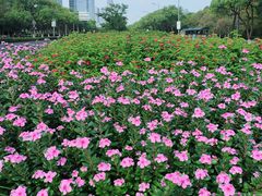 -素满香·素食自助餐(苏州·临顿路店)