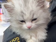 -中农大我爱我爱动物医院·核磁CT·猫病·24小时夜诊中心(石佛营店)