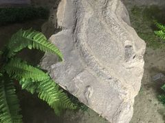 -延庆地质公园博物馆