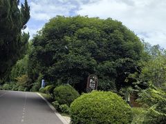 -东平国家森林公园