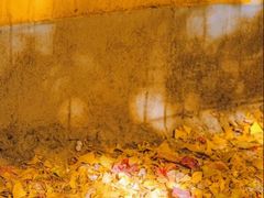 -三里屯东五街银杏大道