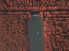 -水杉园