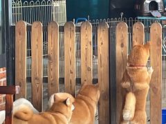 -柴犬高等学院·狗咖·柴犬售卖·宠物训练