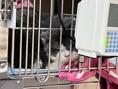 -恒幸动物医院·急重症转诊中心·神经内外科·CT核磁