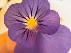 -吕氏焗小鲜•海鲜青岛菜(总店)
