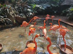 -海南热带野生动植物园