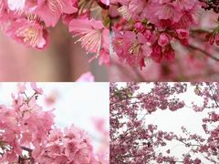 -天适樱花悠乐园