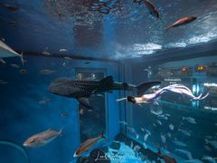 -成都浩海立方海洋公园