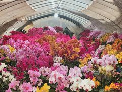 -龙大花卉苗木市场