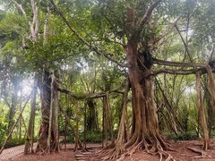-中国科学院西双版纳热带植物园