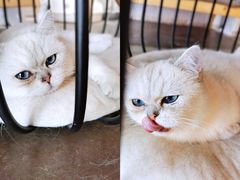 -喵屿·大理花园猫咖