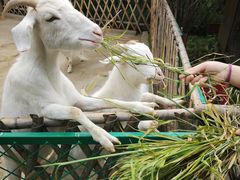 -太阳岛度假酒店