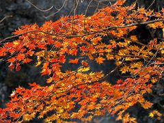 -关门山森林公园