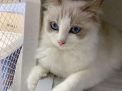 -喵的天空名猫咖啡馆·撸猫·猫舍·用品