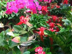 -秦美花卉(天朗·莱茵小城2期店)