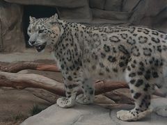 -青藏高原野生动物园