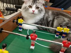 -飞行喵MR PILOT|猫舍·猫咖(静安大融城店)