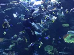 -暹罗海洋世界