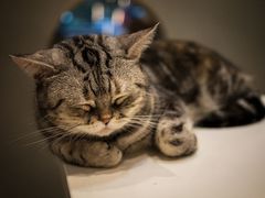 -飞行喵MR PILOT|猫舍·猫咖(静安大融城店)