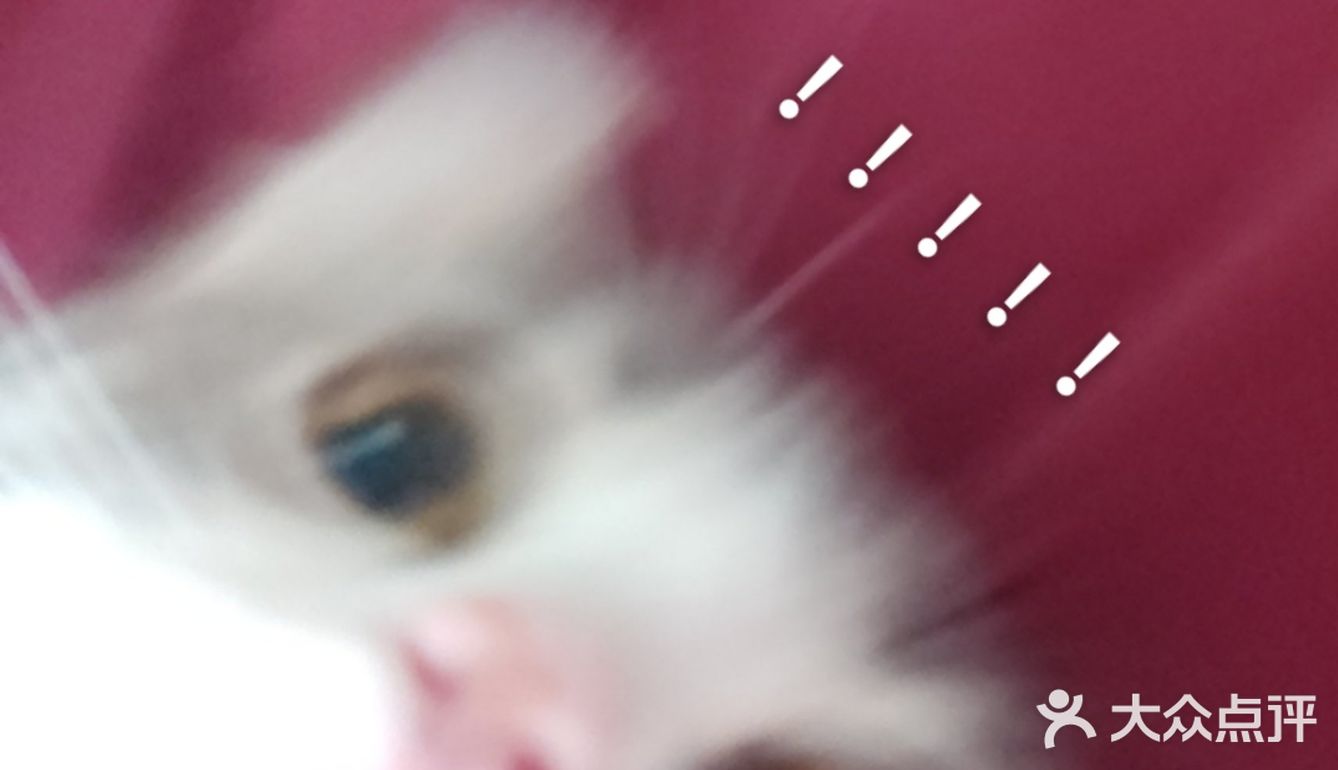 终于去了朋友买过的宠物店收了一只超级可爱的猫咪！