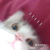 终于去了朋友买过的宠物店收了一只超级可爱的猫咪！