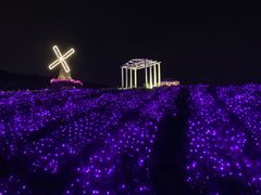 -大塘金香草谷