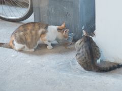 -猫里有甜