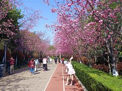 -洛龙公园