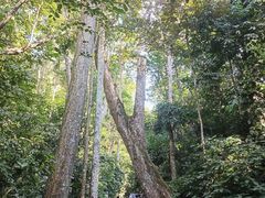 -西双版纳原始森林公园