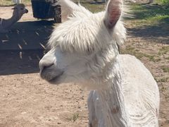 -哈尔滨北方森林动物园